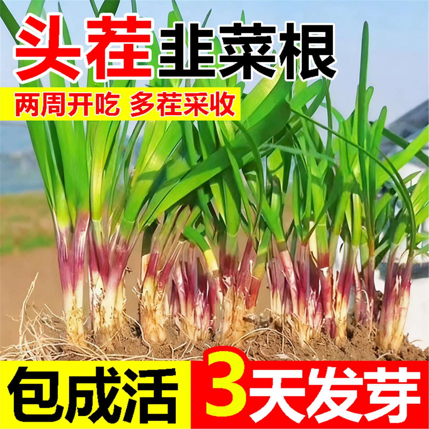 现挖四季头茬韭菜根苗红宽
