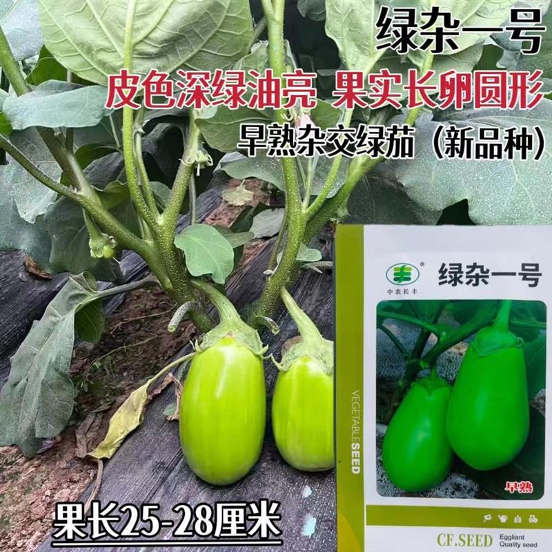 绿杂一号罐茄种子早熟交果