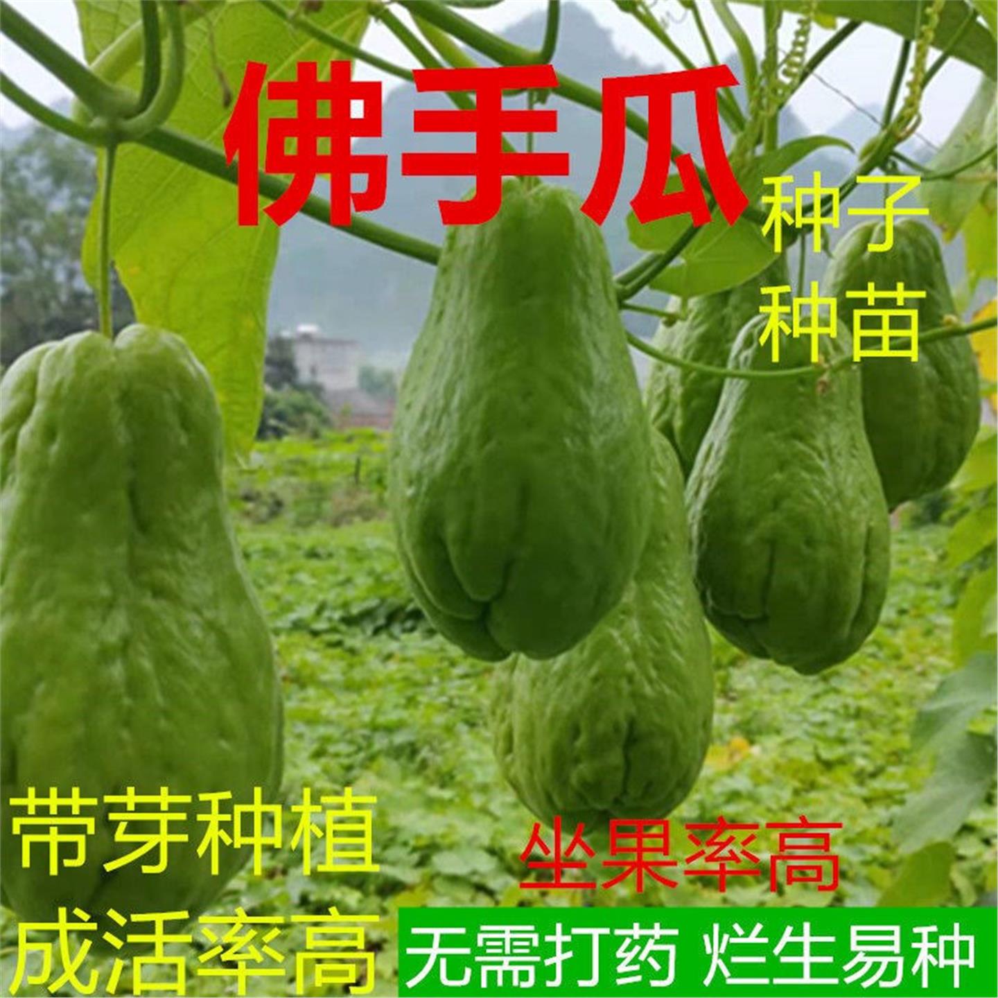 能吃苗尖的佛手瓜种葵龙须