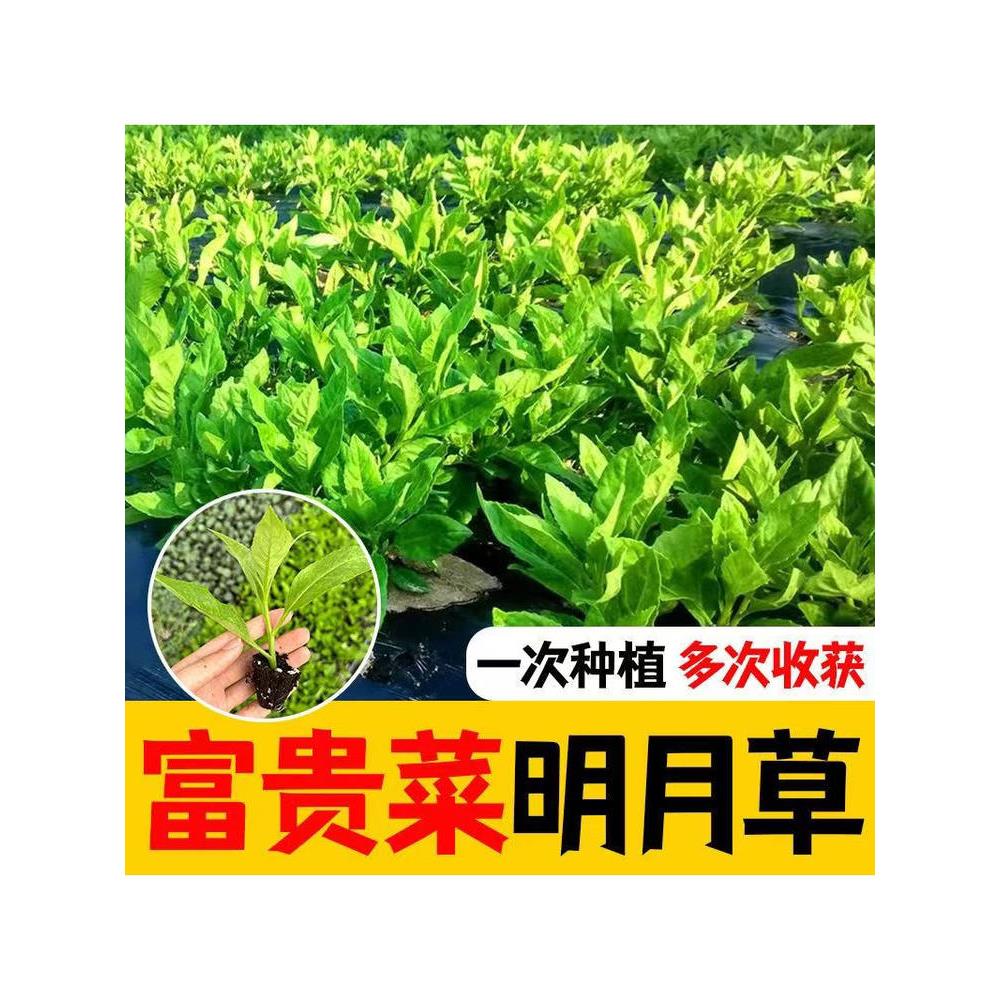 明月草苗可盆栽地白背三七