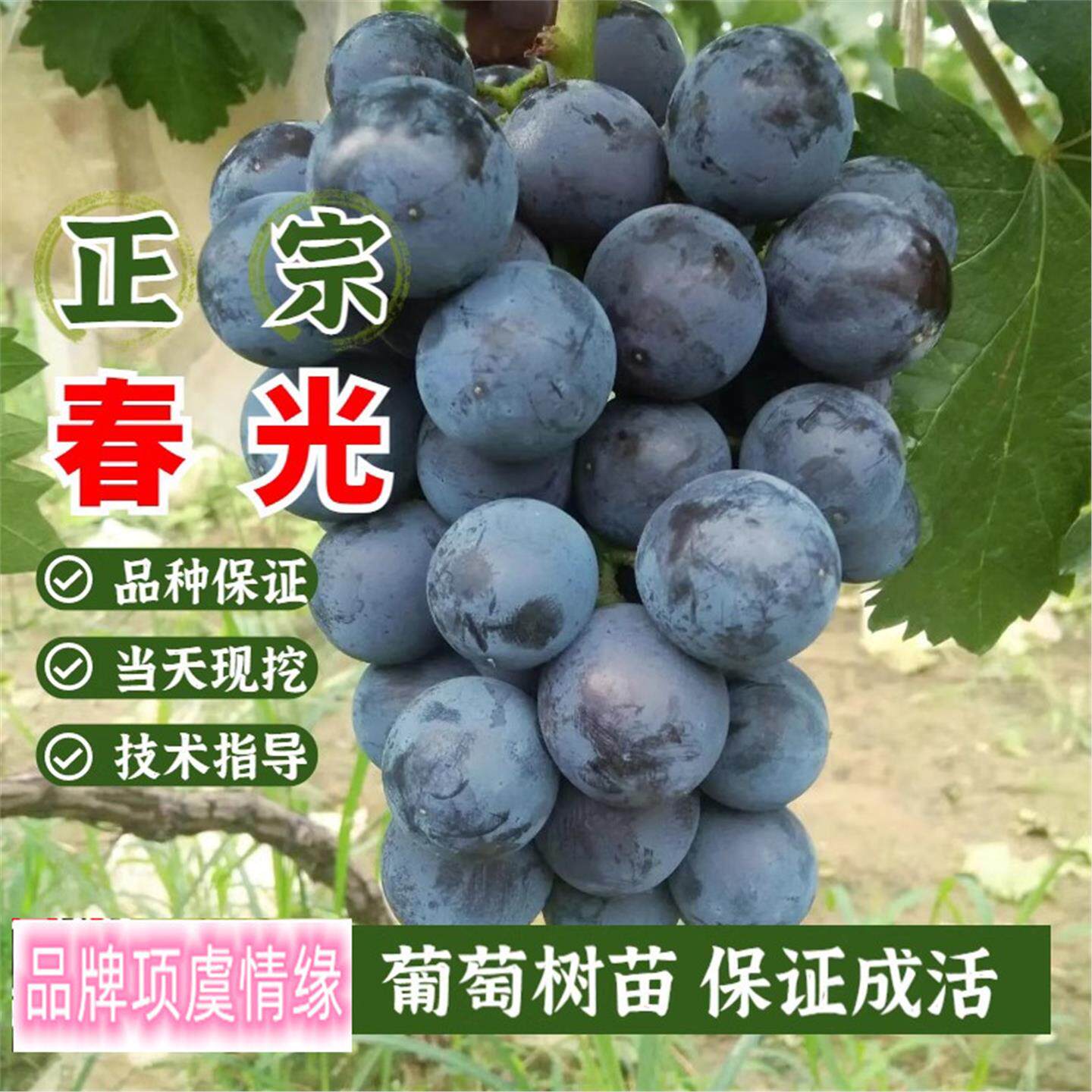 嫁接春光葡萄树苗无籽早熟
