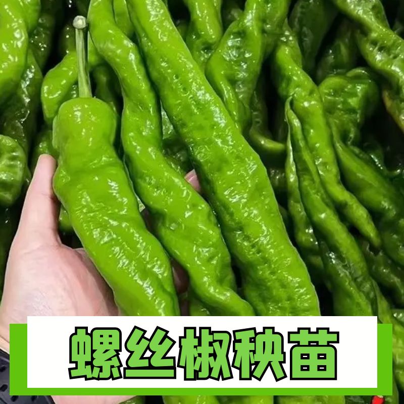 四季高产正宗苗阳台盆栽图片