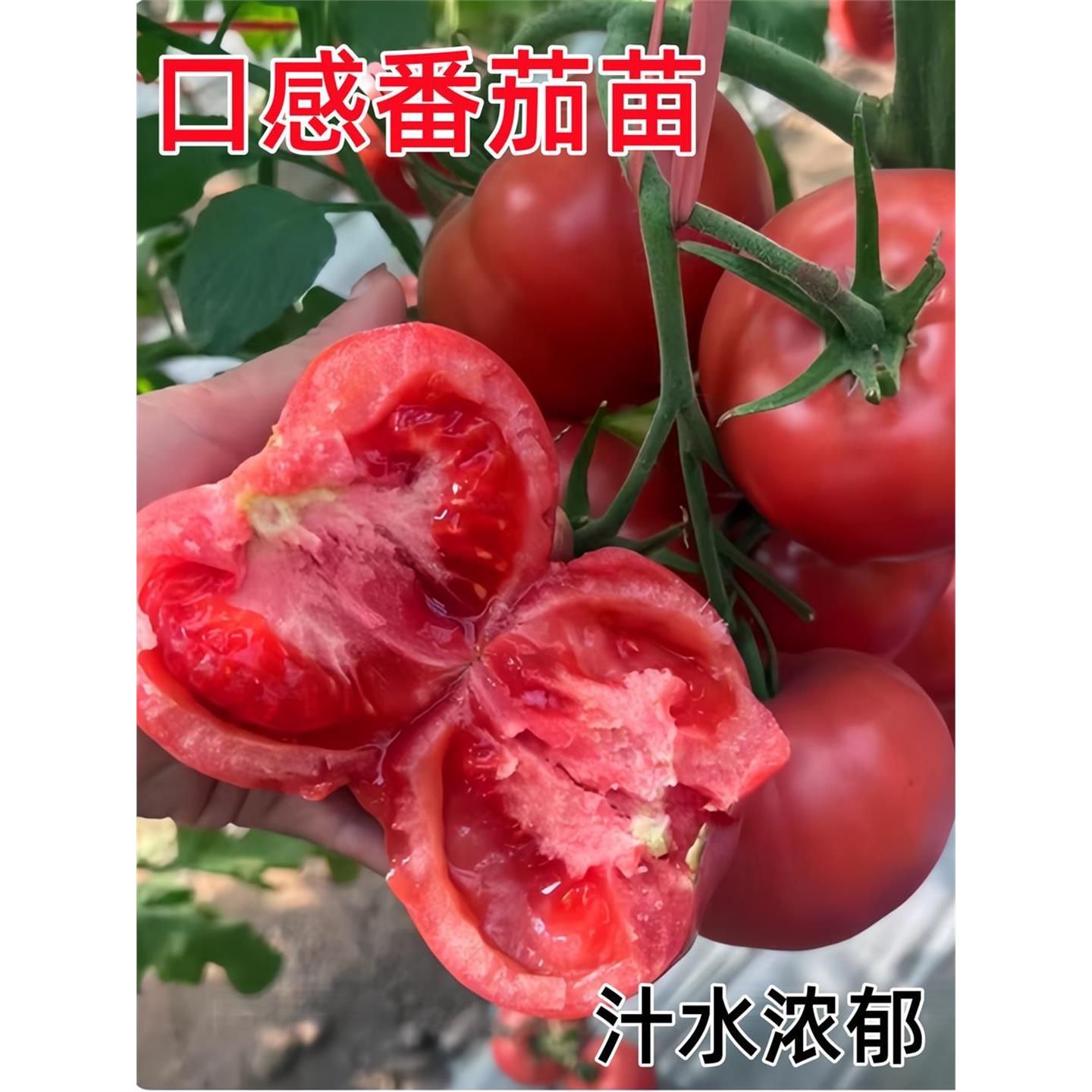 口感番茄苗秧老品种沙瓤抗