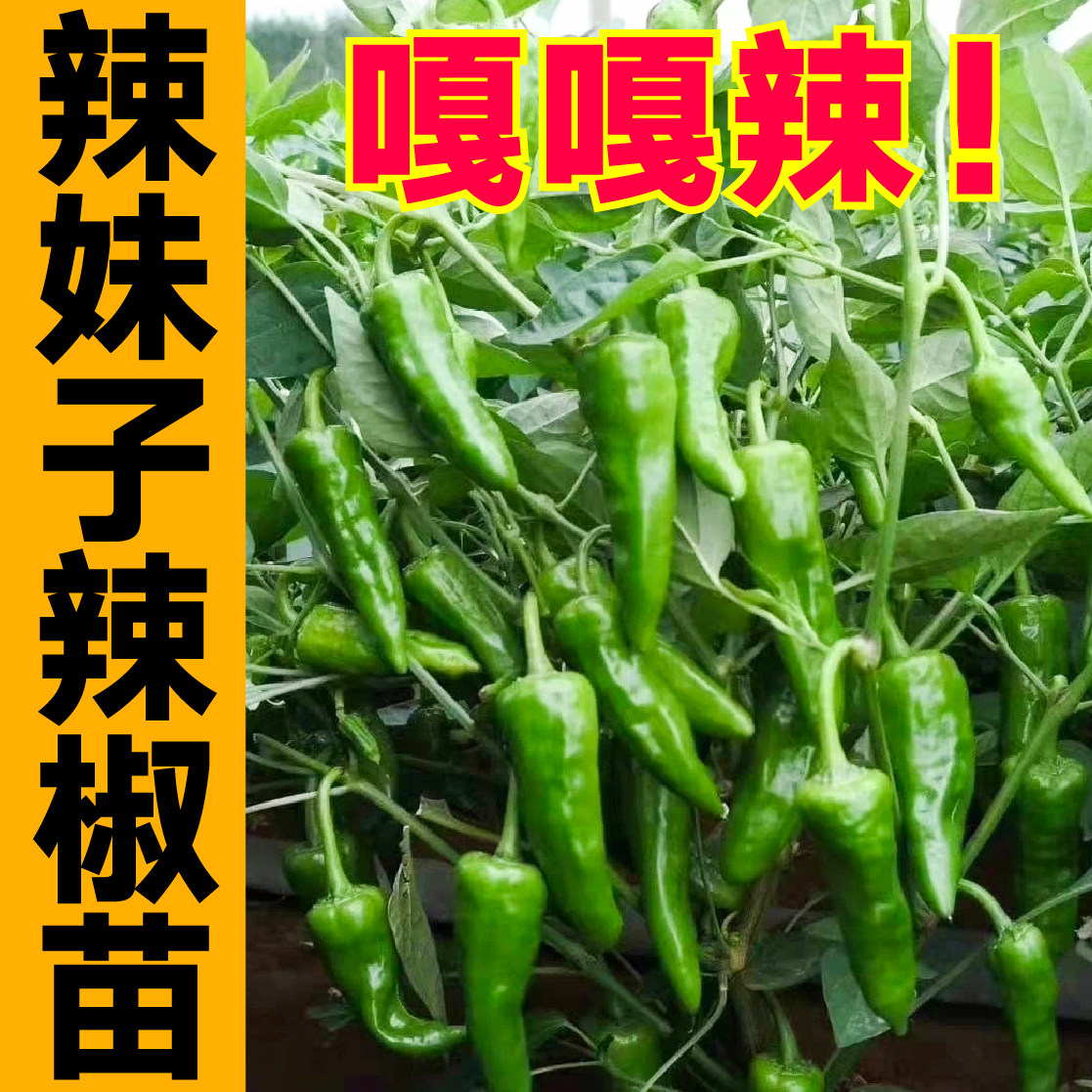 嘎辣妹子椒秧苗带土球青红
