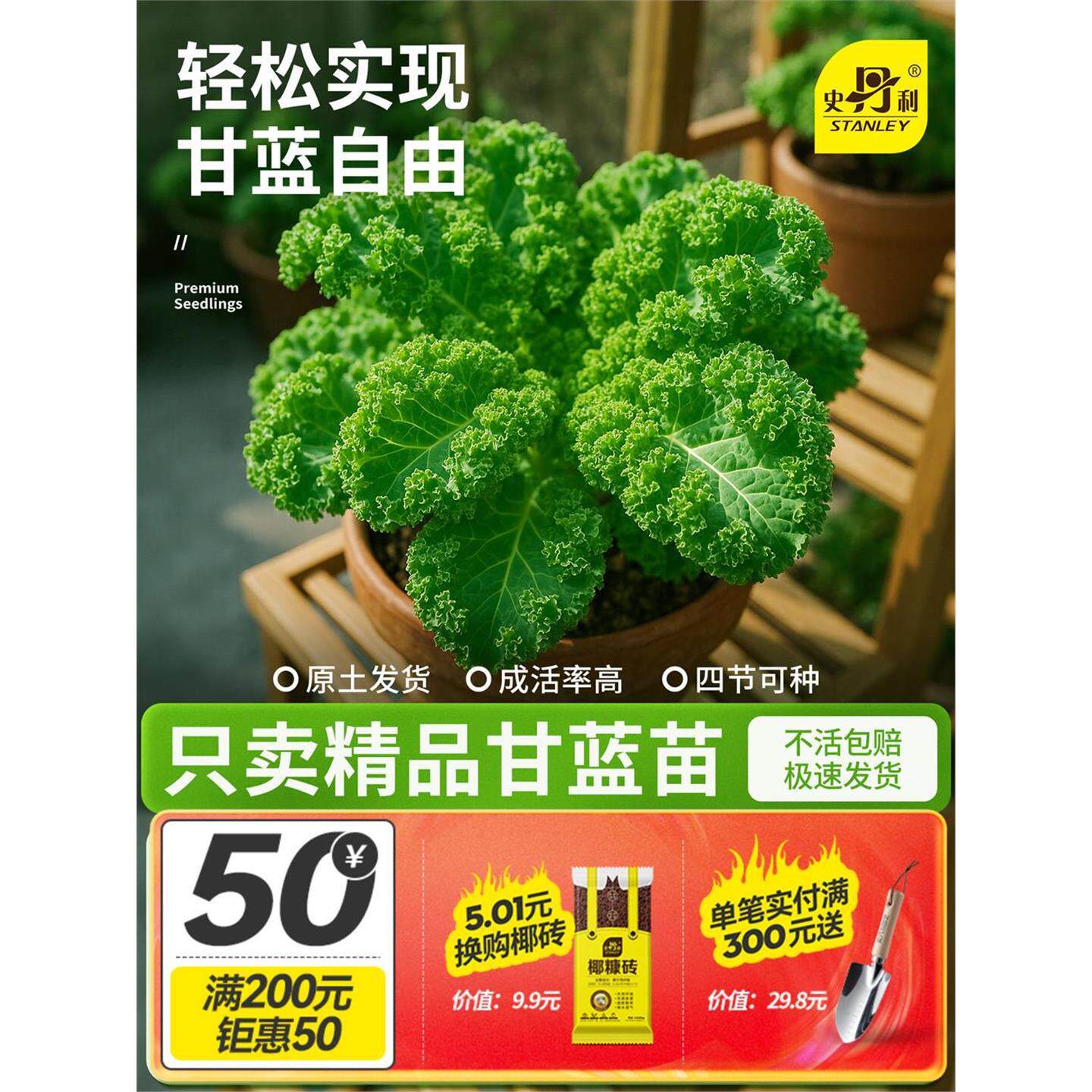 史丹利四季可食用绿羽衣甘