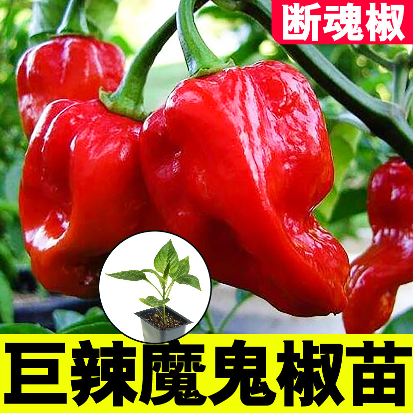 早熟特辣巨魔鬼椒苗印度断
