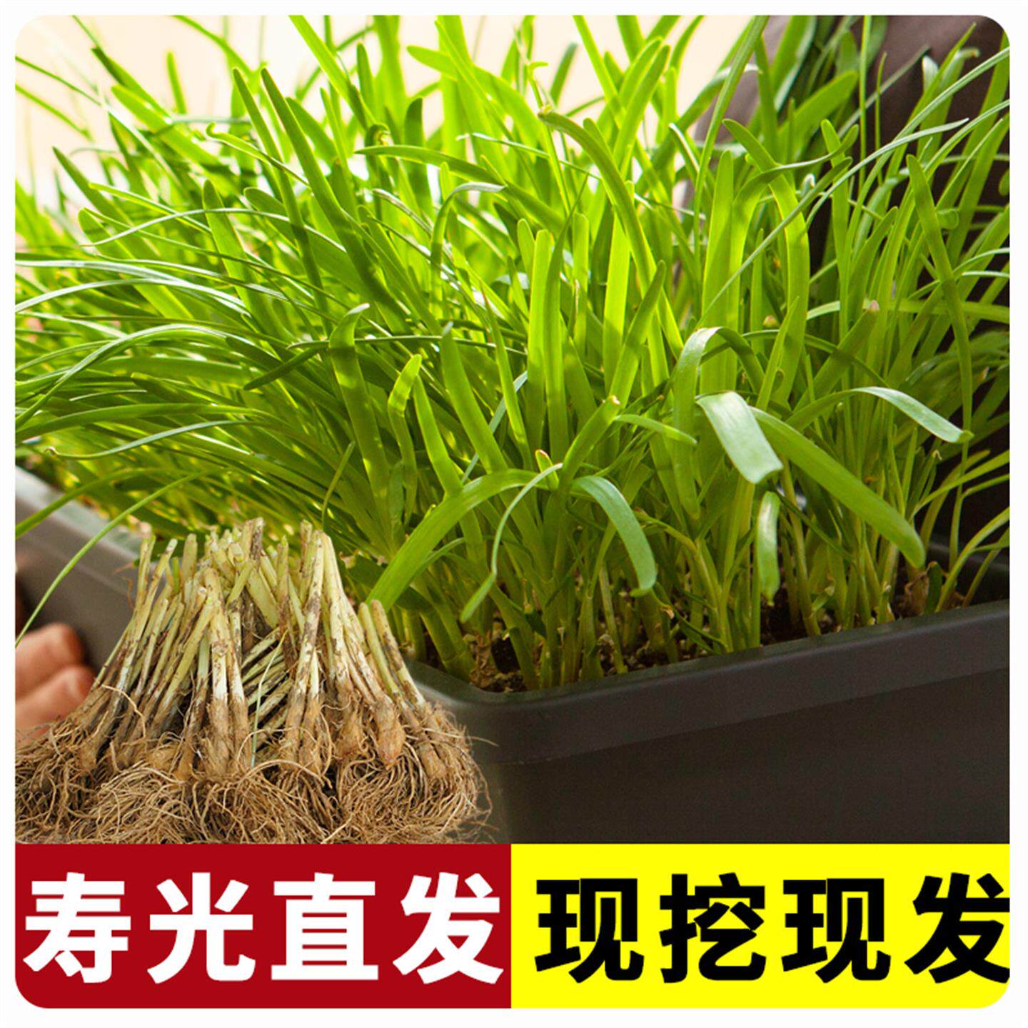 韭菜根阳台蔬盆栽现挖大小