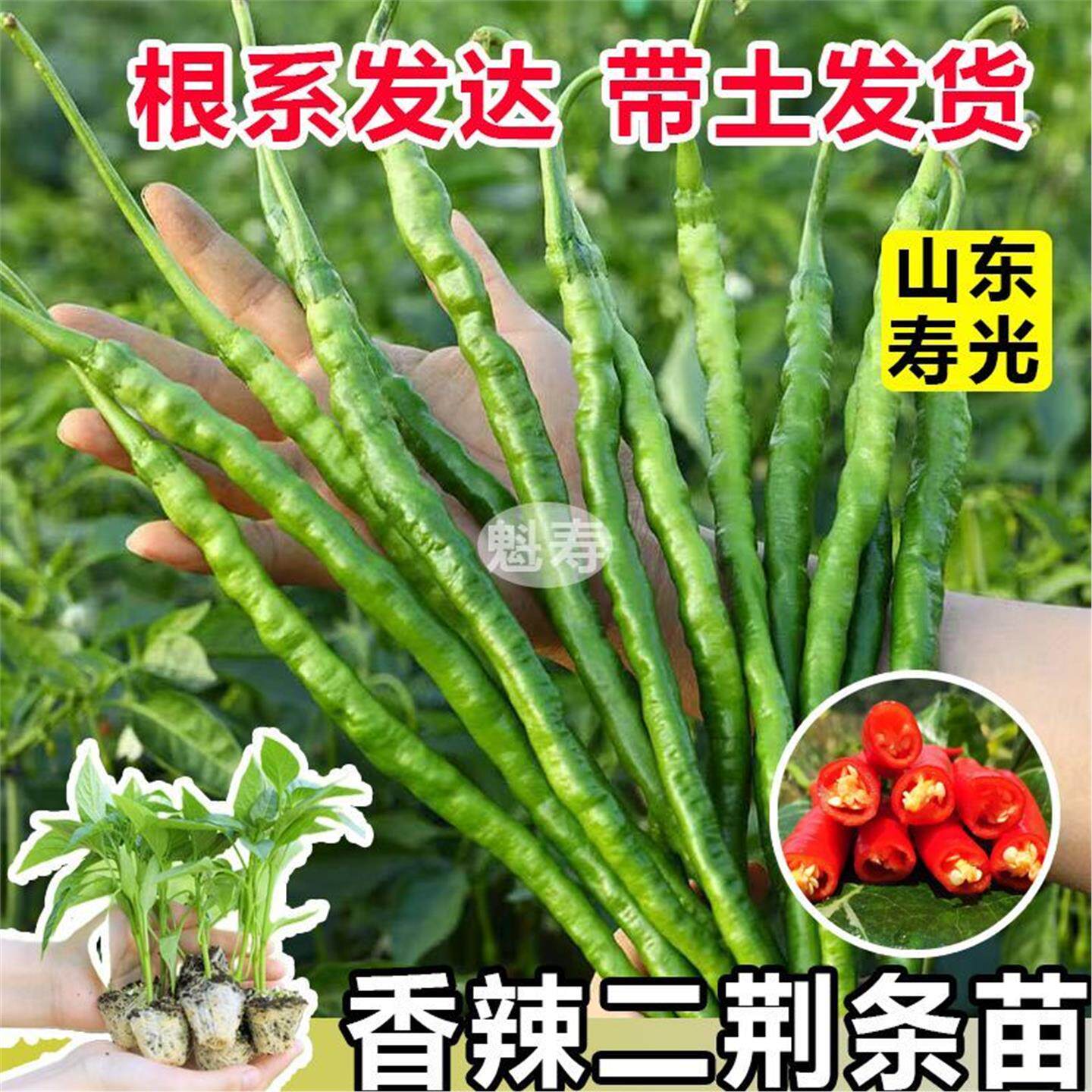 又长辣二荆条苗秧正宗四川