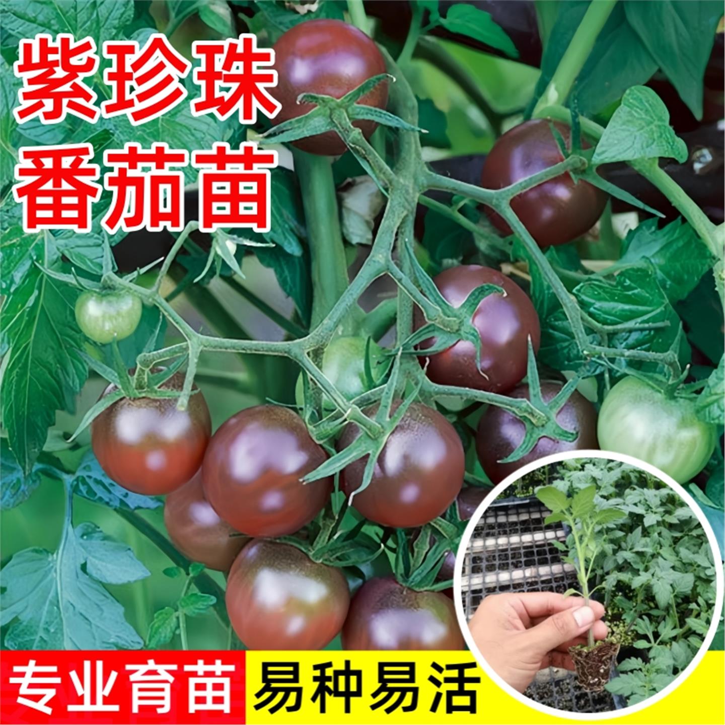 紫珍珠番茄苗春秋播红黑色