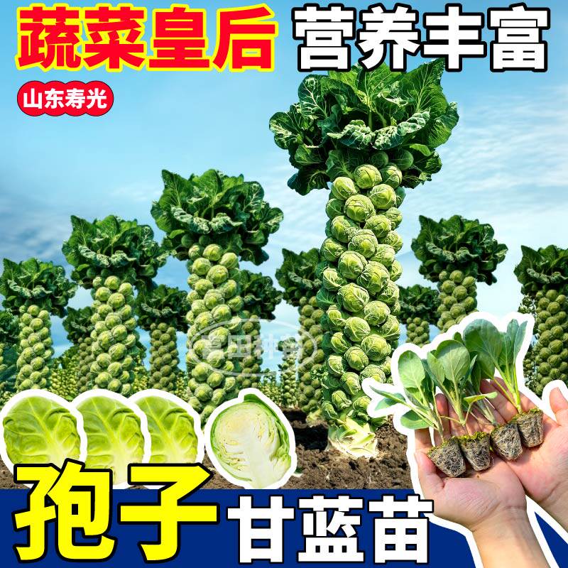 寿光孢子甘蓝苗秧四季多子品种迷你小甘蓝种子蔬菜阳台小院盆栽