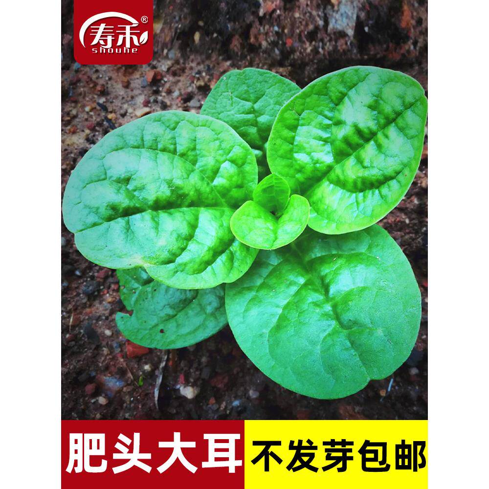大叶木耳菜种子籽爬藤落
