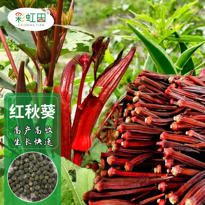 水果红秋葵种子高产黄奶油