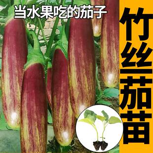 泰国竹丝茄子苗秧面包花茄烧烤水果茄子耐热高产抗病四季阳台盆栽