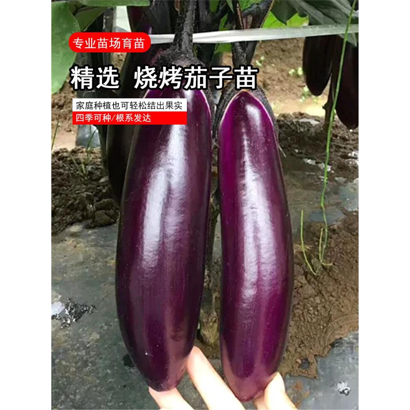 烧烤茄子苗紫长黑杭圆青白