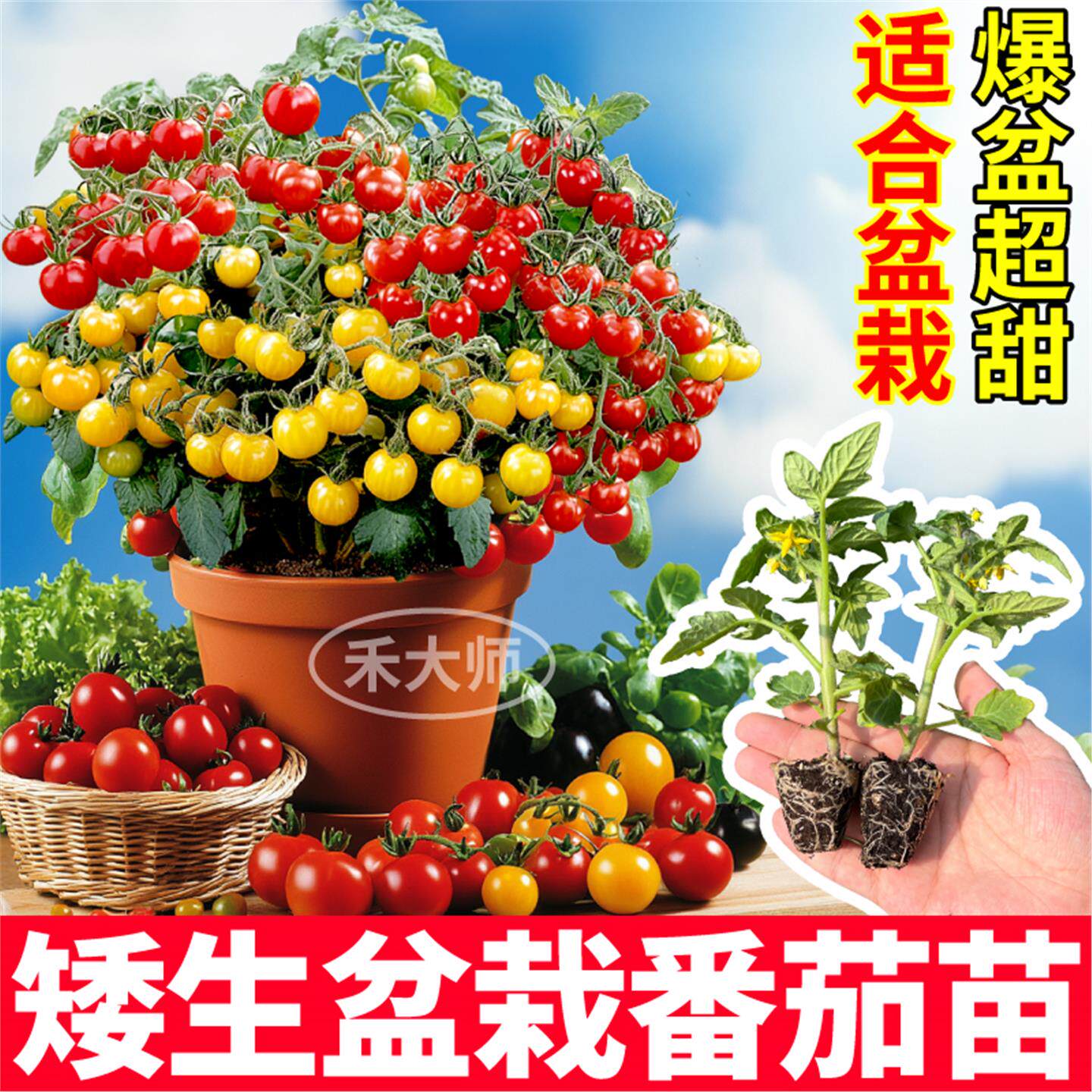 45天爆满盆矮生栽番茄苗秧