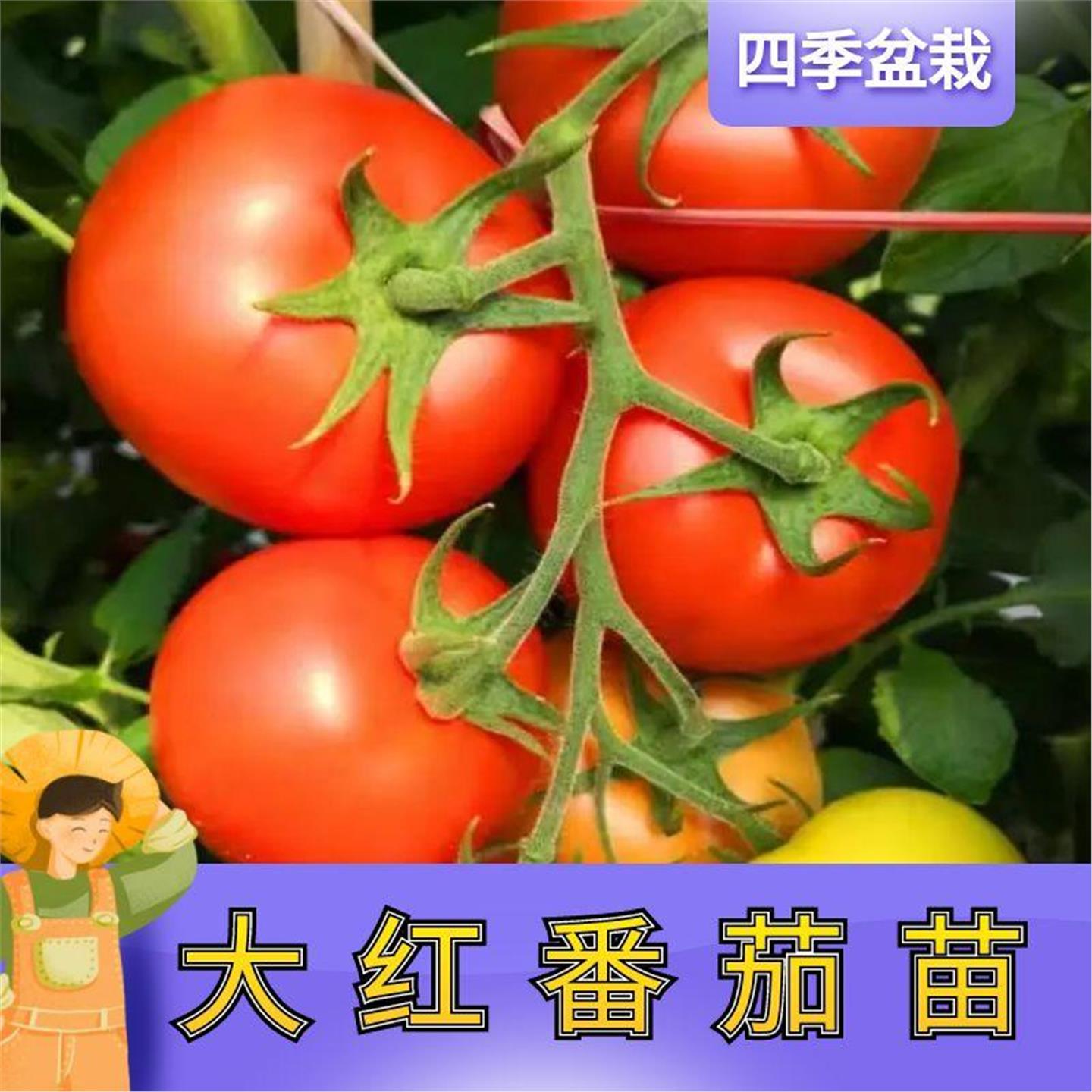 寿光大红硬果番茄苗秧带土