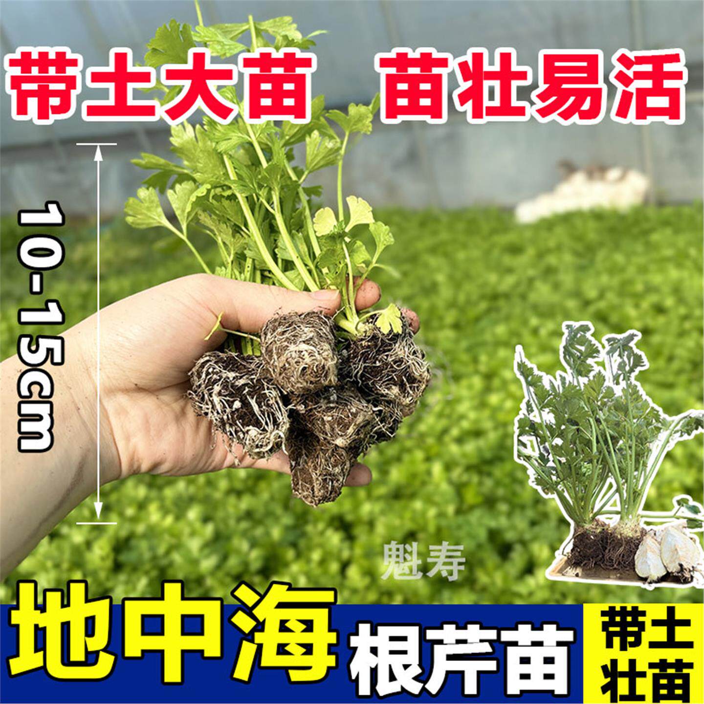 正宗根芹苗秧带土球菜种子