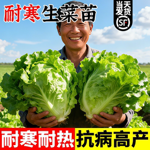 奶油生菜苗秧苗带土带根意大利罗马结球水培速生生菜盆栽疙瘩菜苗