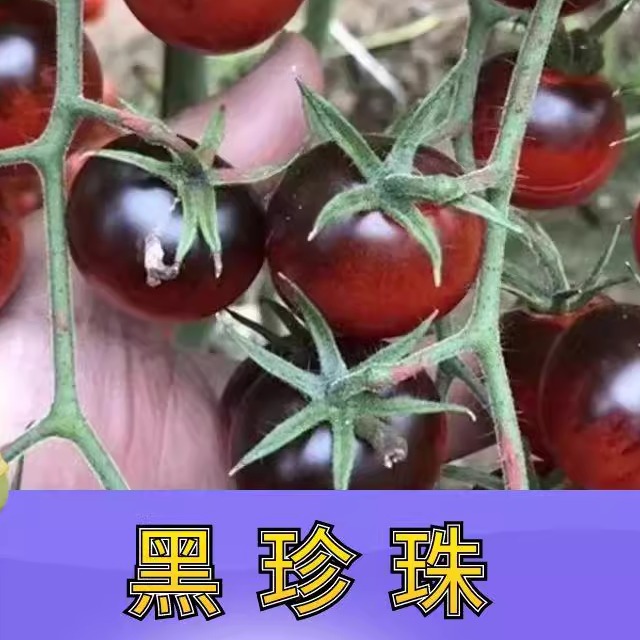 超甜黑珍珠番茄秧苗高产西黑柿圣女果种子春秋四季盆栽红千禧