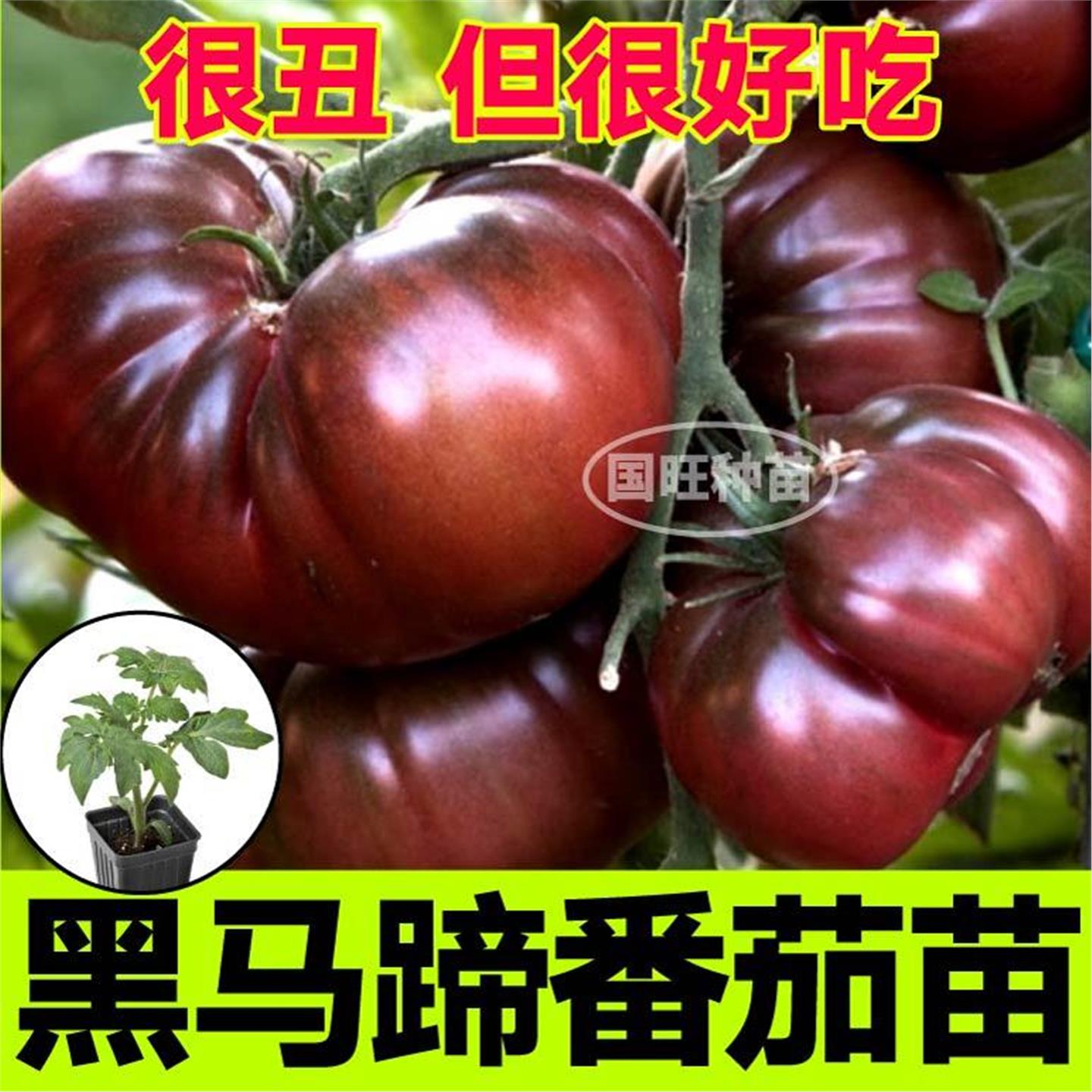 老品种黑马蹄番茄苗秧带土