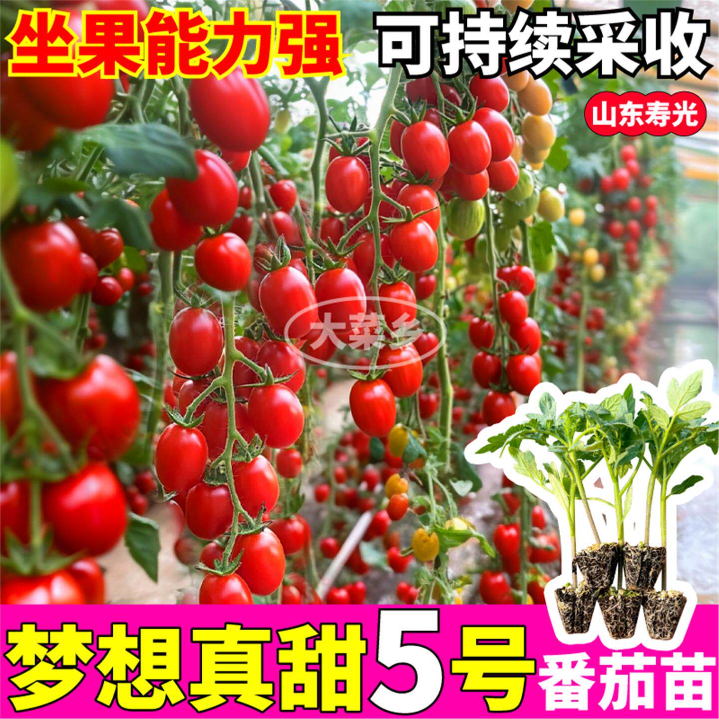 山东寿光梦想真甜5号番茄