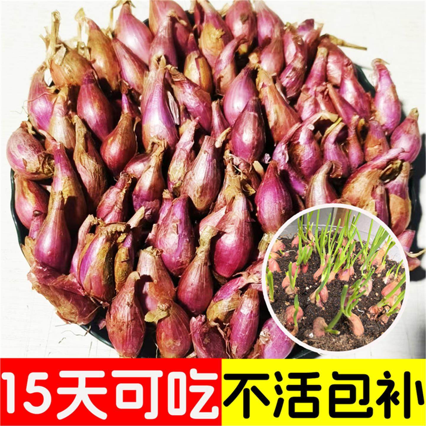 红葱头种子四季小香籽阳台