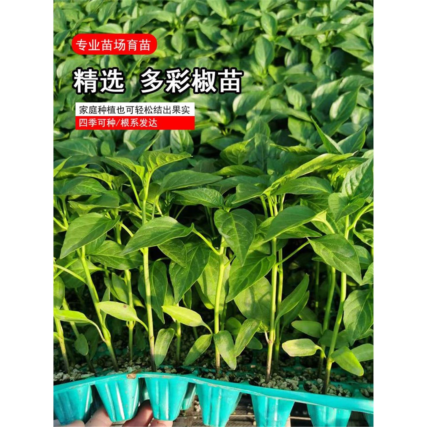 多彩椒泡种子七辣籽食用观