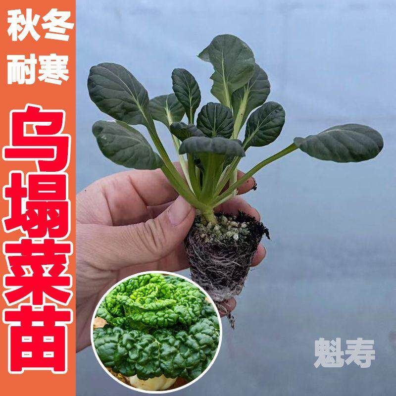 乌塌菜苗好吃高钙保健蔬养