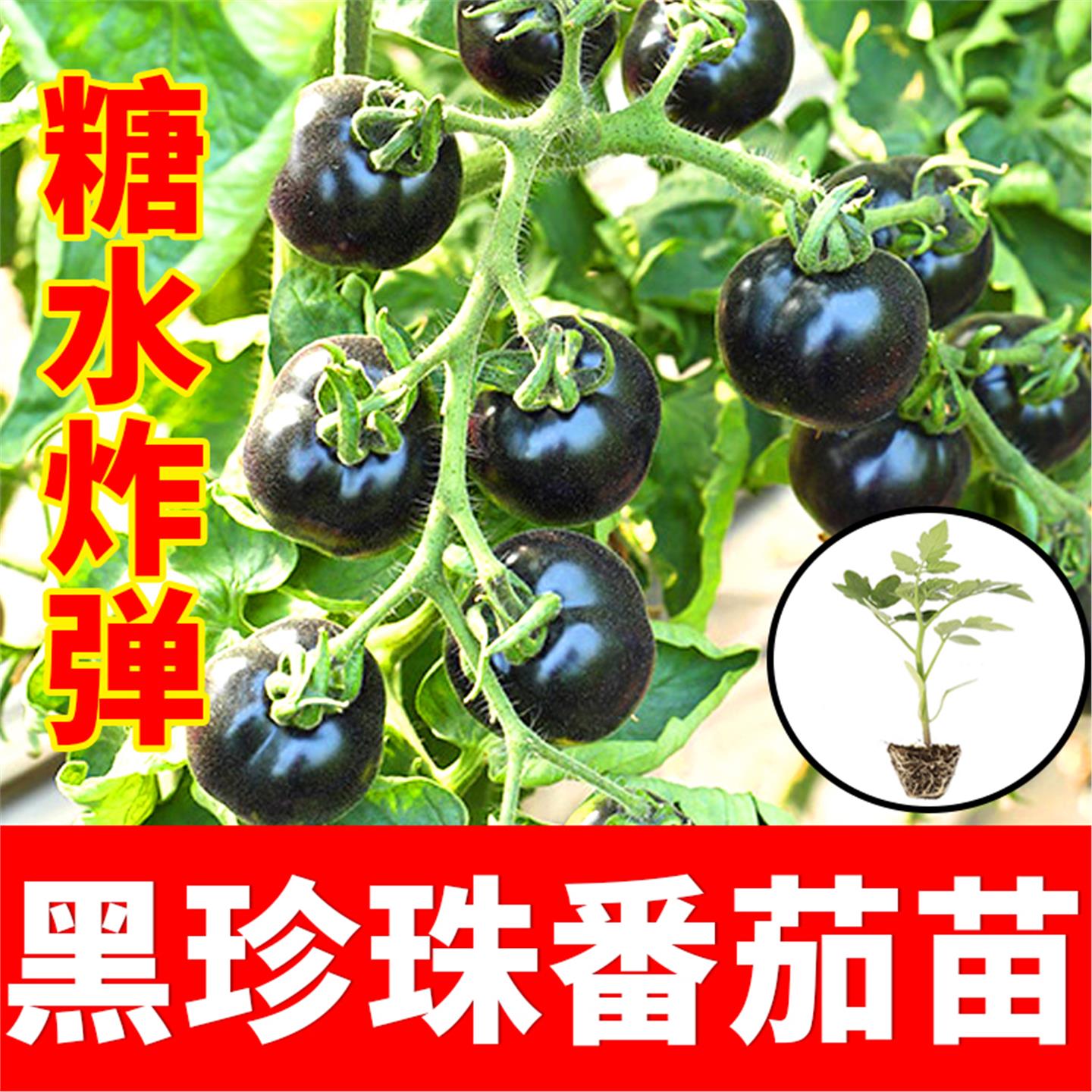 糖水炸弹黑珍珠番茄苗秧种子紫黑色小西红柿西黑柿秧种籽苗