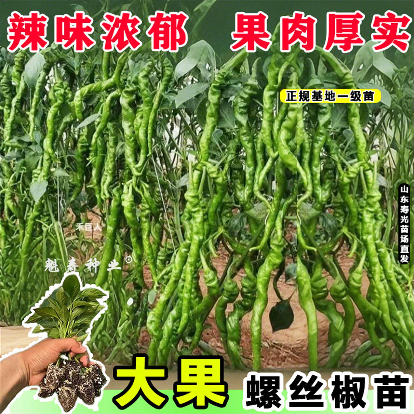 特高产大果螺丝椒苗秧紫陇