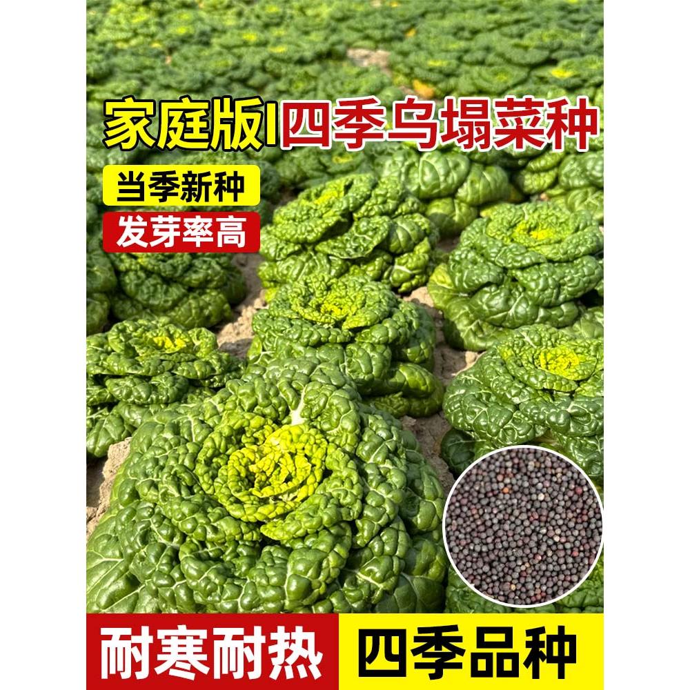 黄心乌菜种子籽塌雪里金花