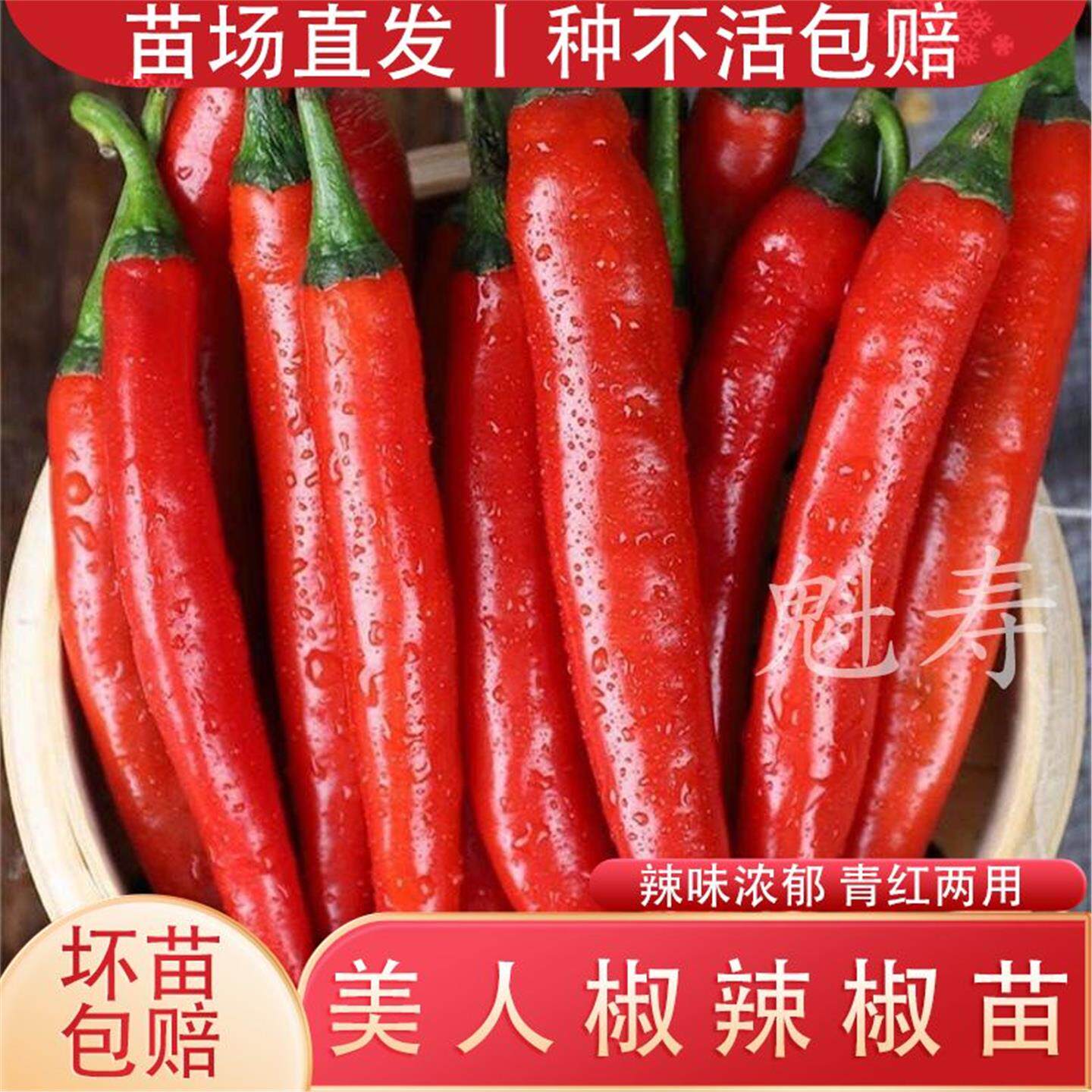 寿光香辣美人椒特苗红线新
