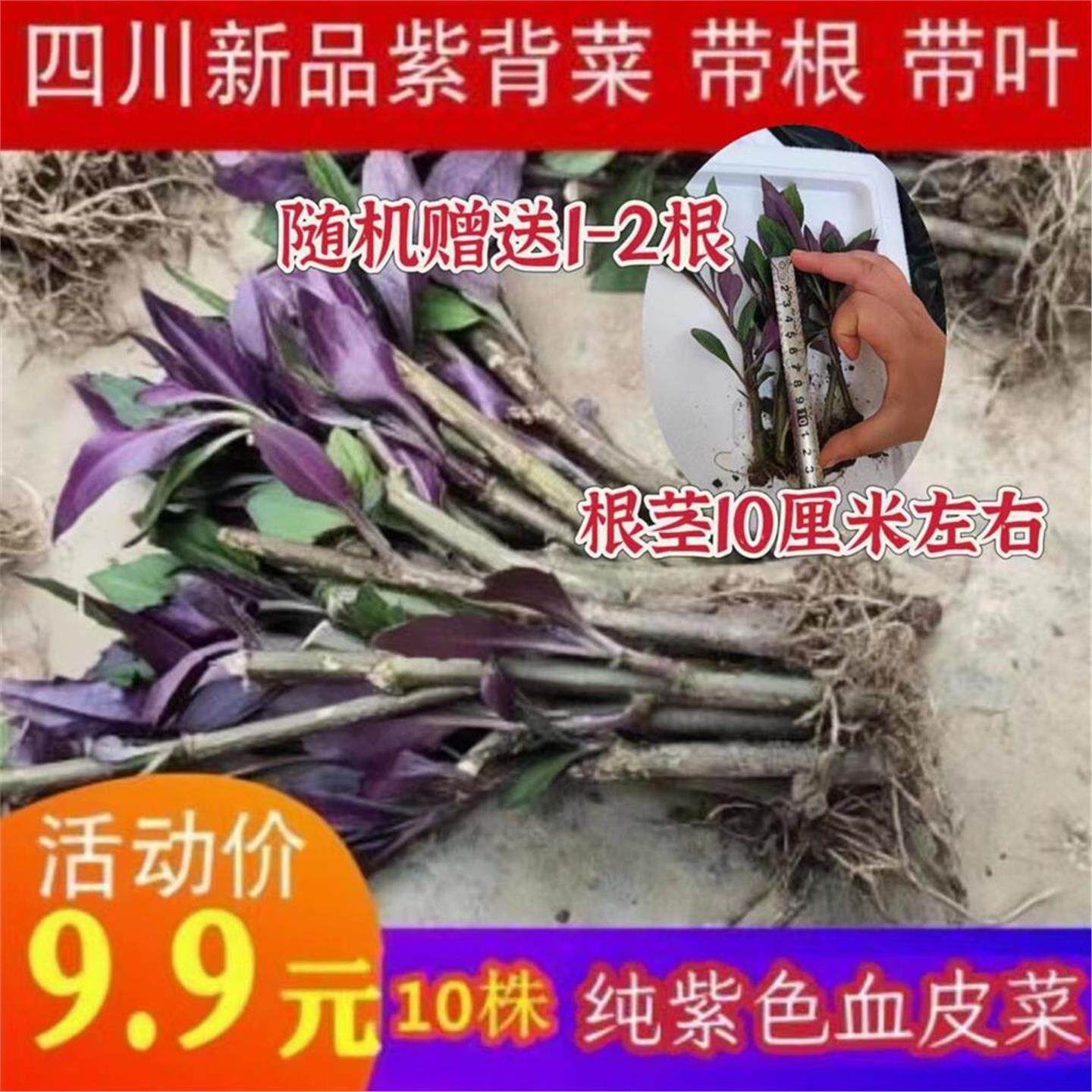 (四川热销)紫背菜种苗蔬菜苗观音菜苗血皮菜苗带根带叶10/20/40株