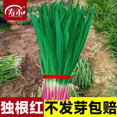 紫根韭菜种子四季籽红宽叶