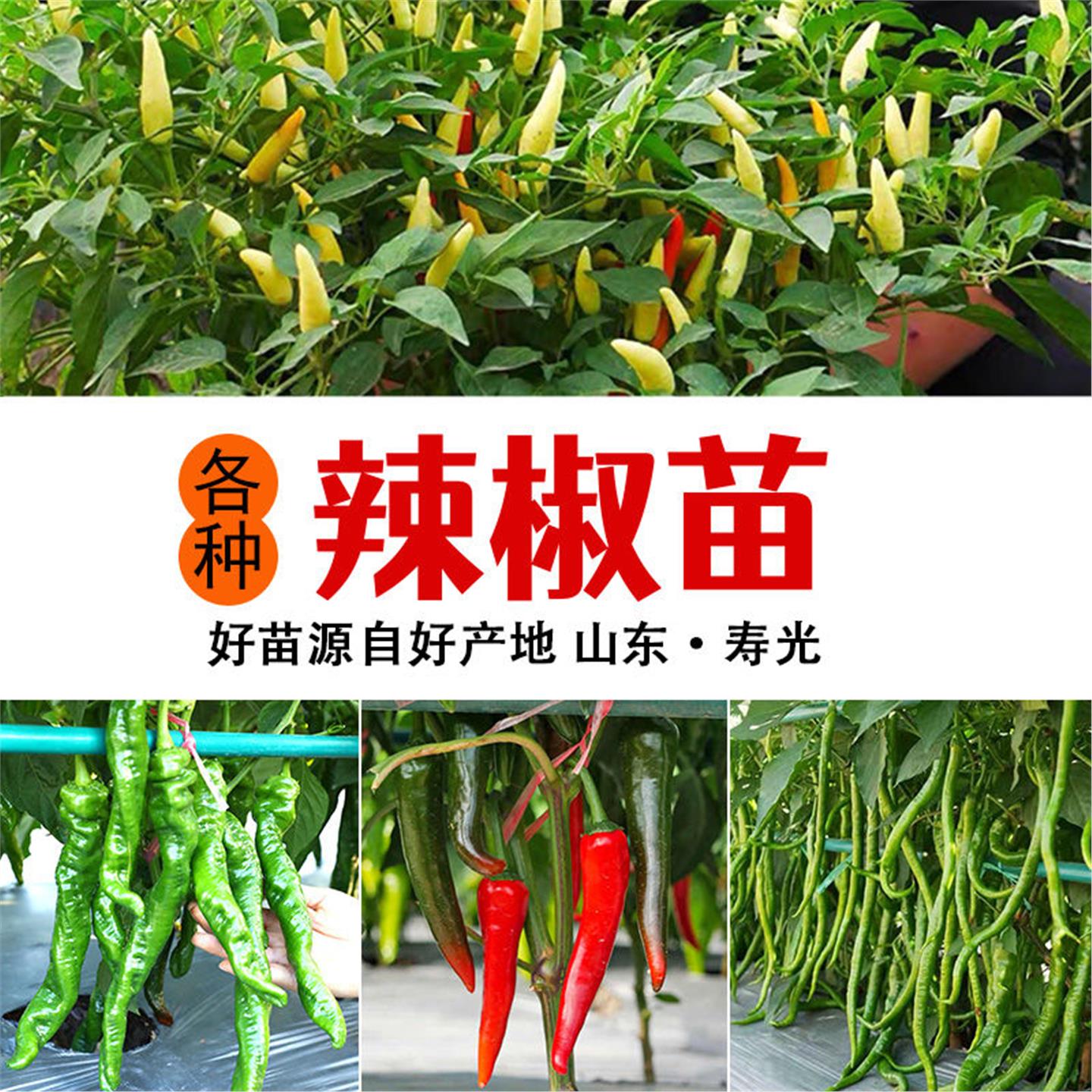 各种辣椒苗特大牛角羊青尖