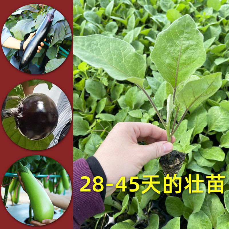 四季茄子苗秧青长种南方圆