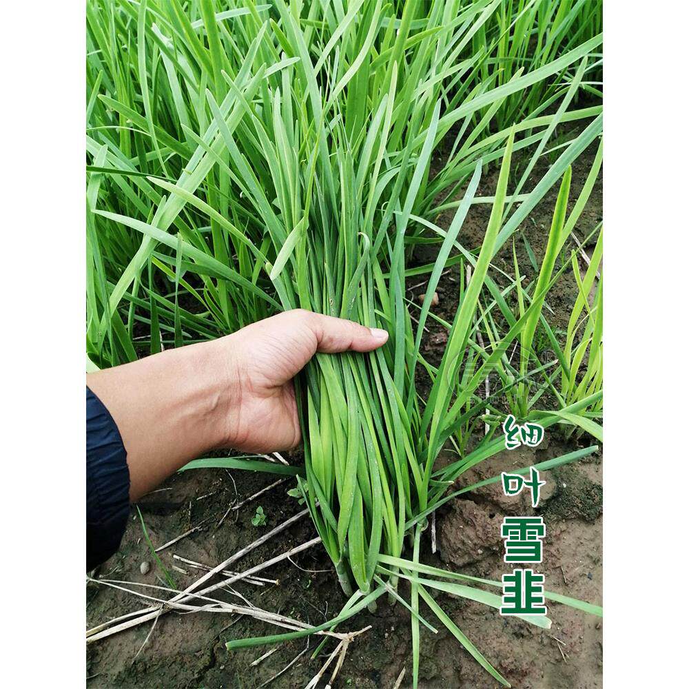 韭菜种子籽苗菲红根四季紫
