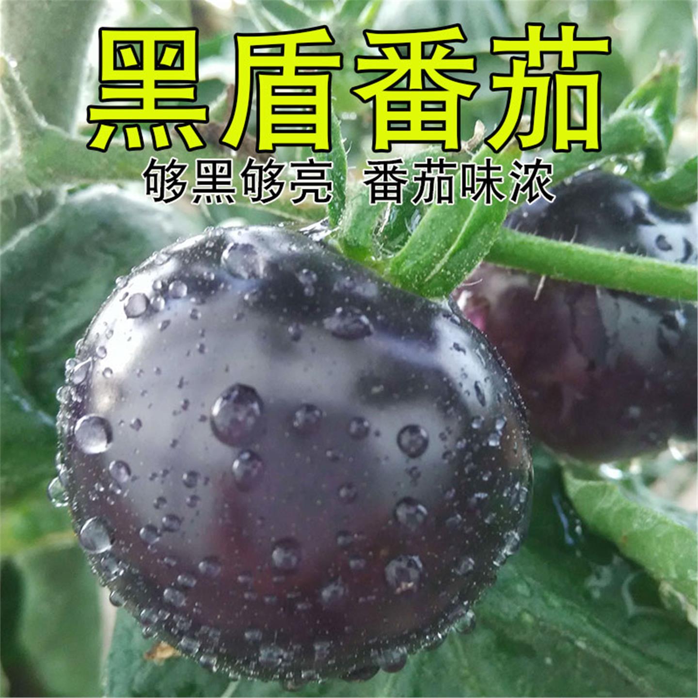 小黑番茄苗秧西红柿种子阳