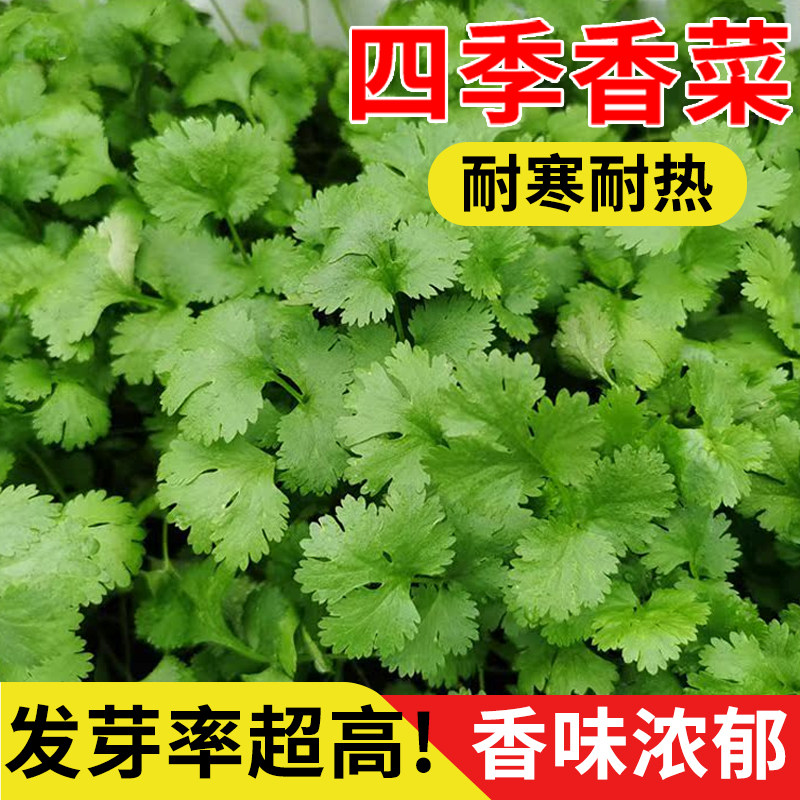 四季香菜种子苗大叶芫荽阳