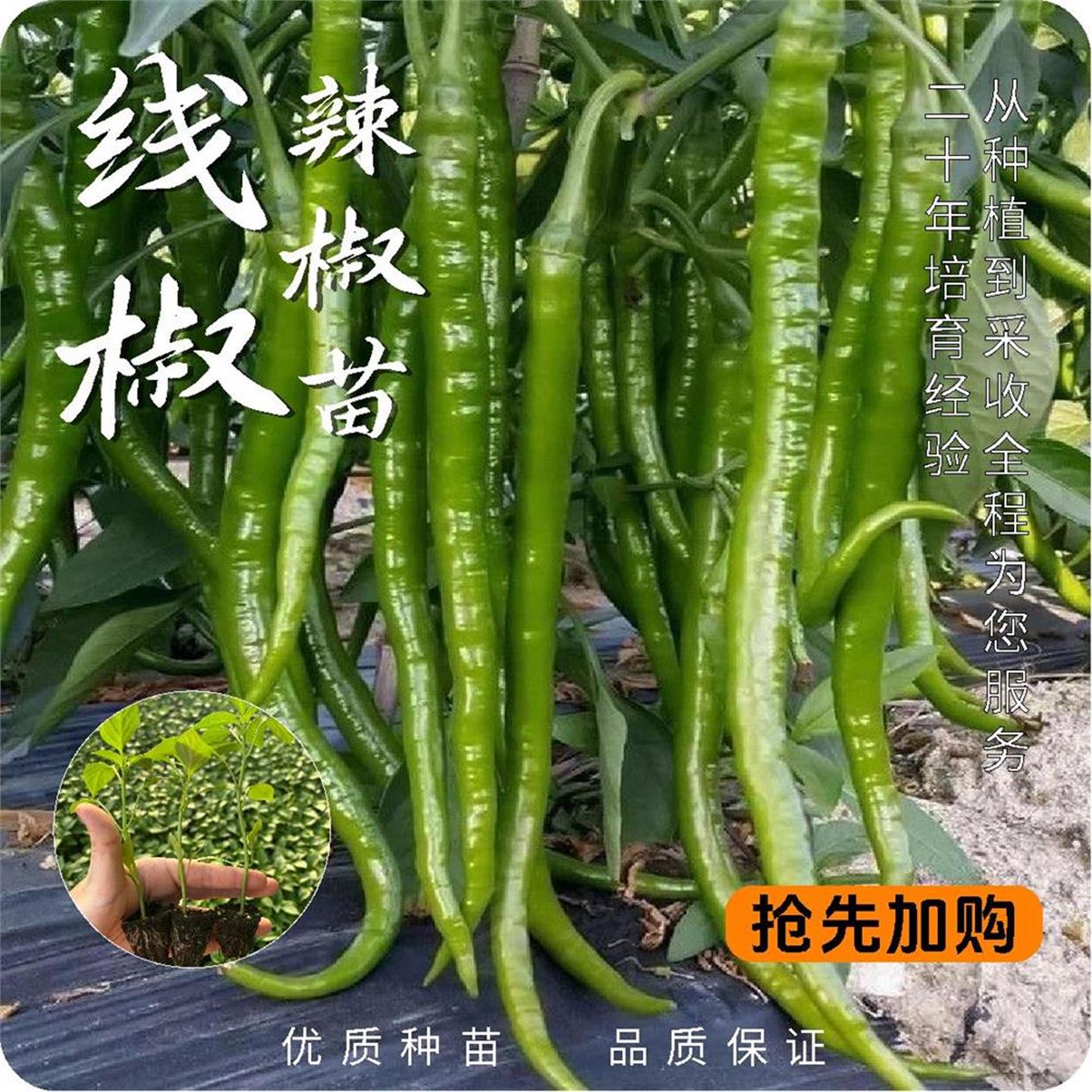 高产线椒辣苗秧长青尖二荆