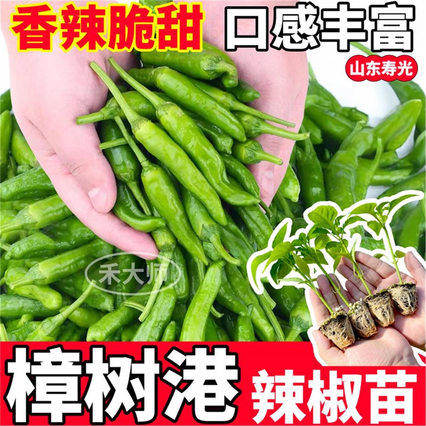 正宗樟树港辣椒苗秧四季高