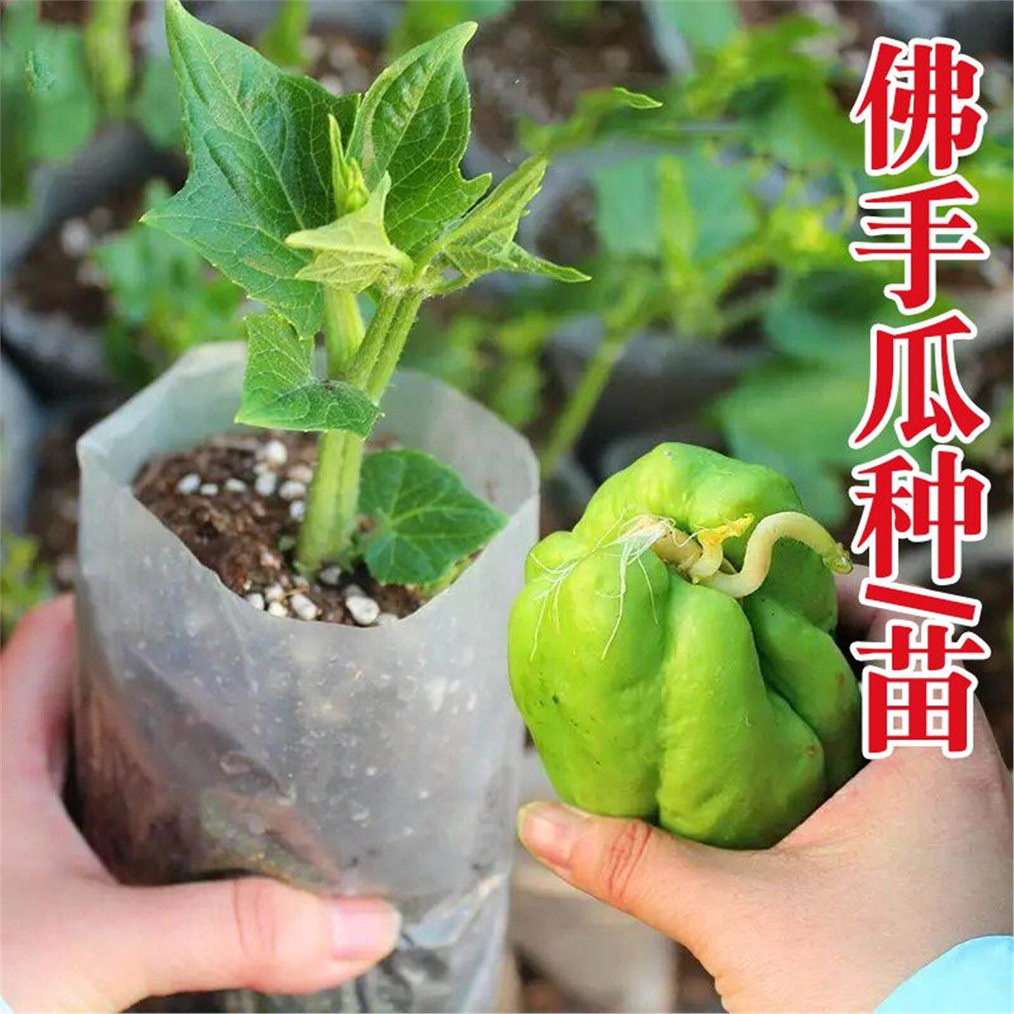 四季佛手瓜芽带新鲜正宗苗