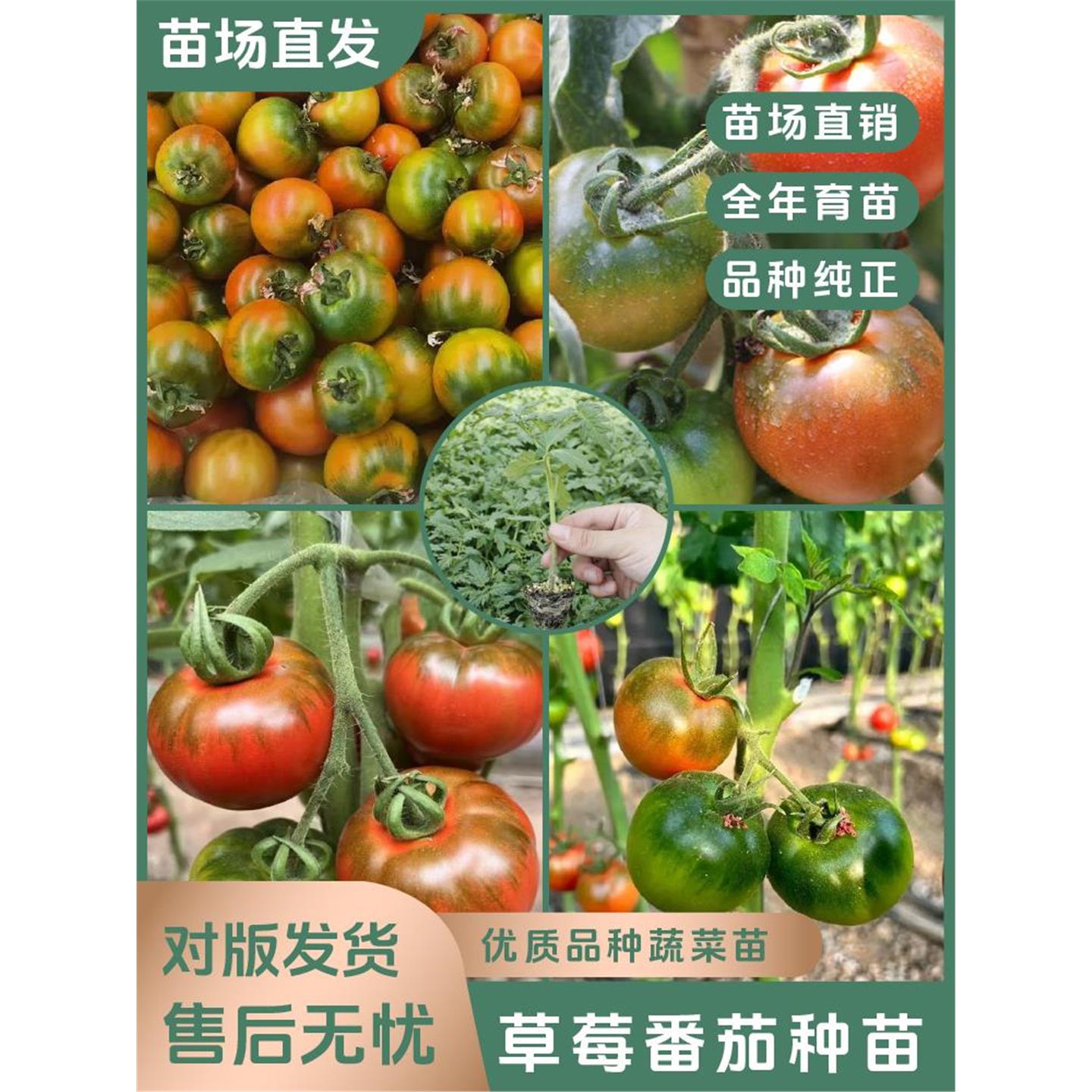 【草莓番茄苗】水果口感西