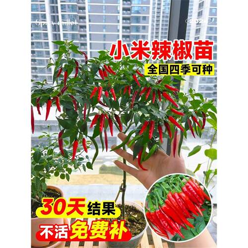 朝天椒苗小米辣秧四季盆栽