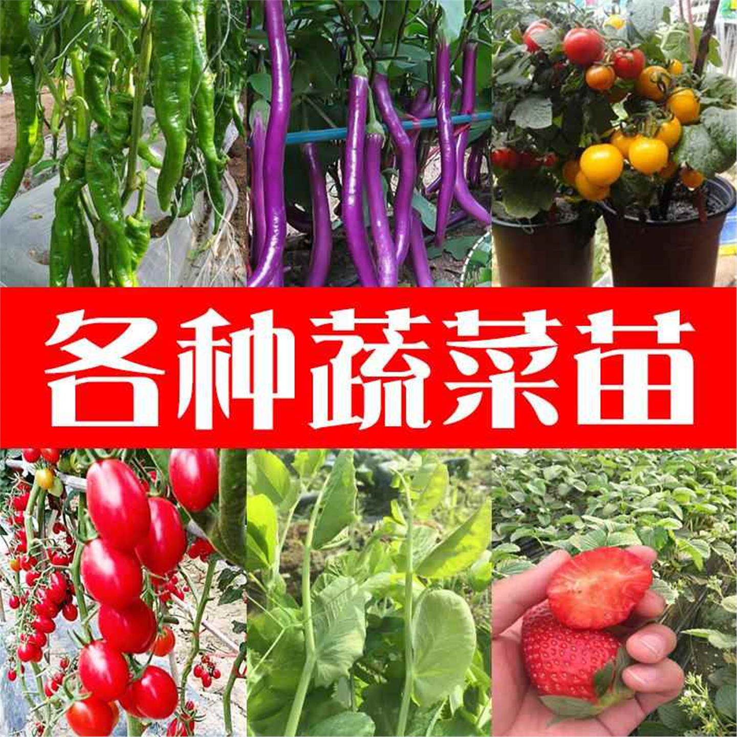 西红柿苗小圣女果番茄辣椒