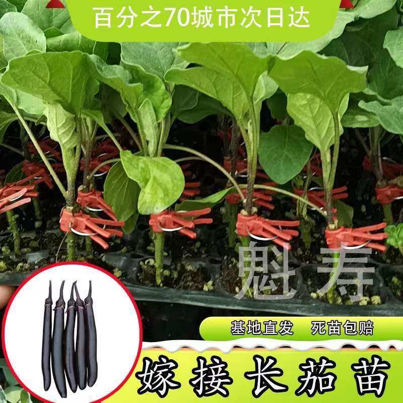 山东寿光嫁接茄子苗春秋四