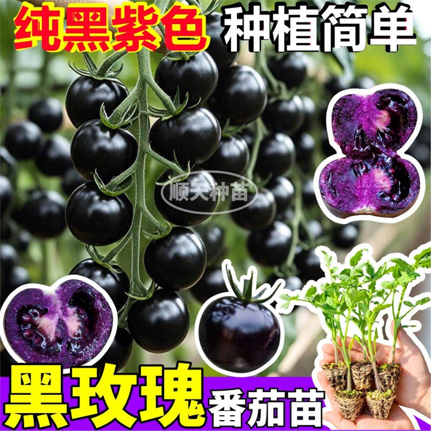 寿光黑玫瑰番茄苗秧黑皮黑肉四季种植红千禧圣女果金玲珑白妃种子