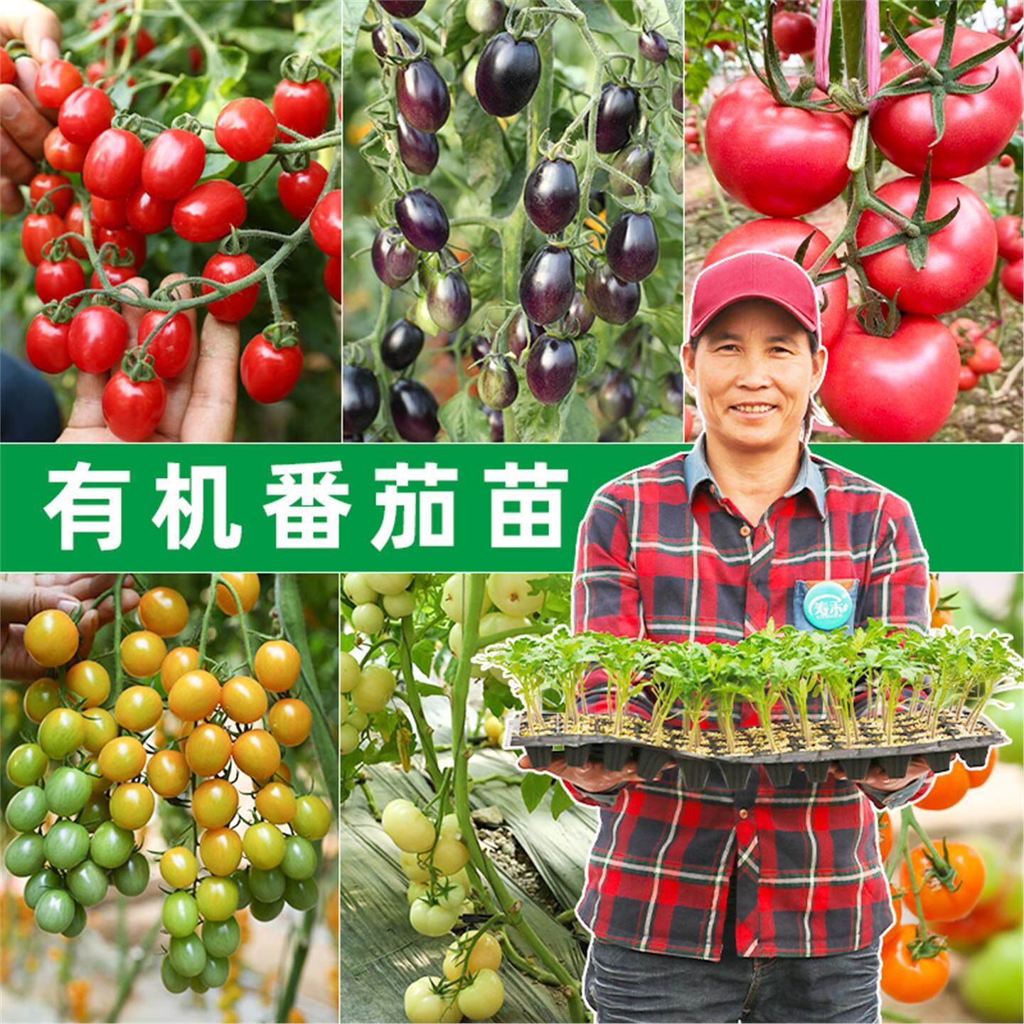 小番茄种子籽孑大全苗秧千图片