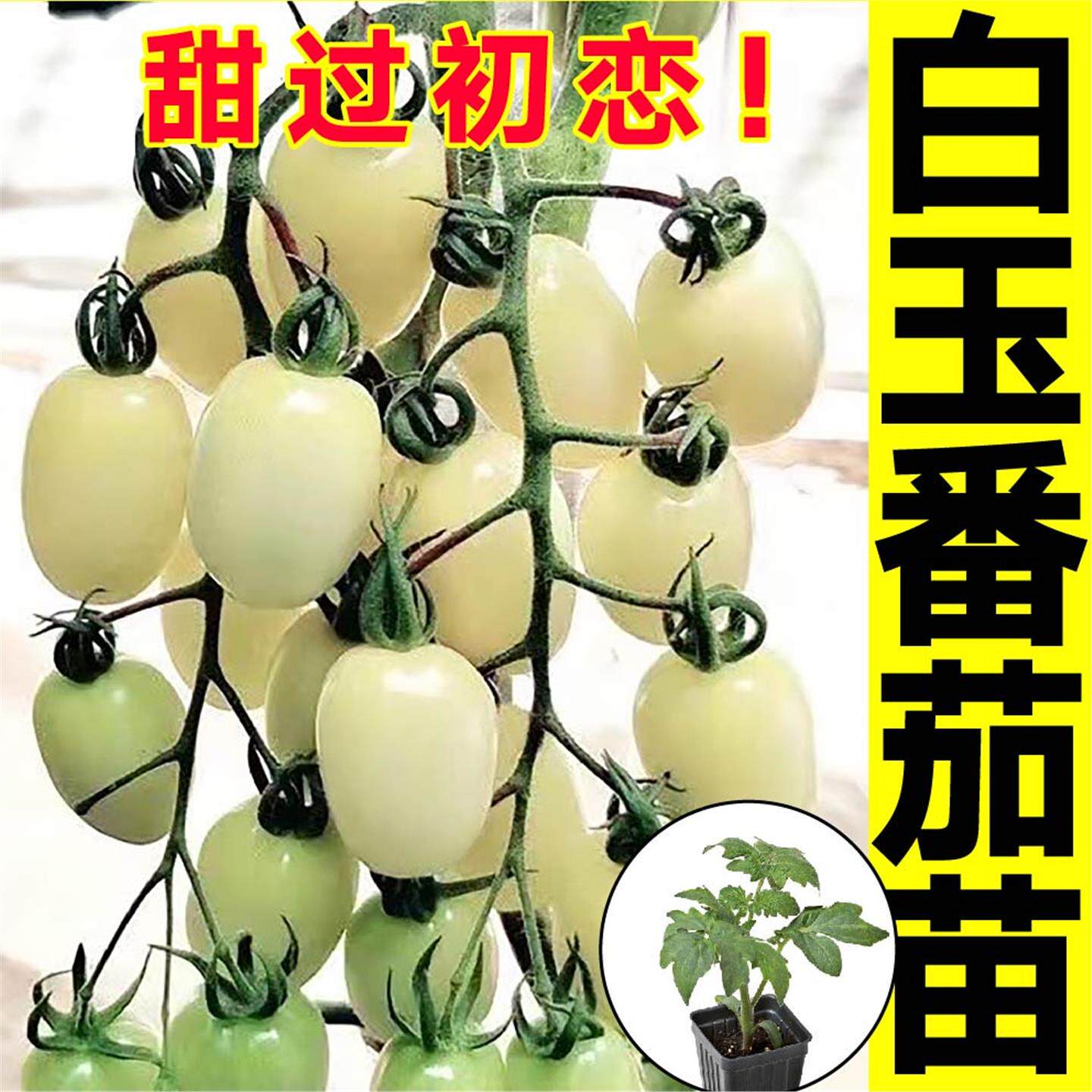 超甜白玉千禧圣女果苗秧小樱桃番茄种子白妃黑玫瑰西红柿盆栽四季