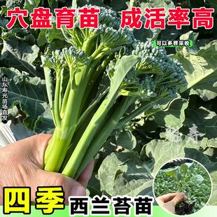 西兰苔秧苗西洋芥兰种籽芥蓝秋季菜苔四季阳台盆栽西兰蓝花蔬菜